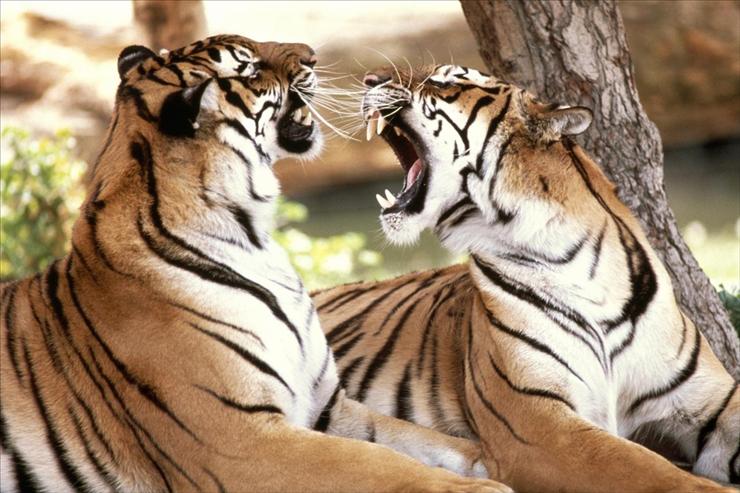 Tapety - Bengal Tigers.jpg