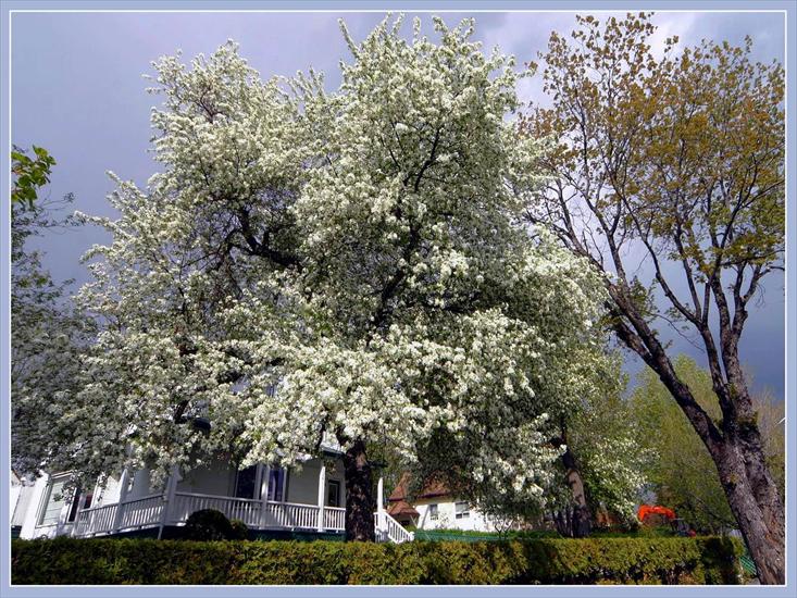  Kwitnące Drzewa i Krzewy - 0935.jpg