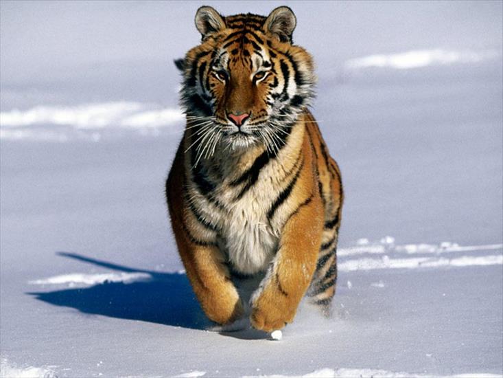 tygrysy - tygrys syberyjski.jpg