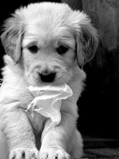 Tapety na komórkę - Cute_Puppy2.jpg