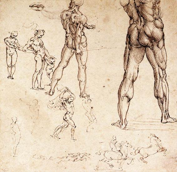 Studies  drawings - Anatomical studies1504-06Biblioteca Reale, Turin.bmp