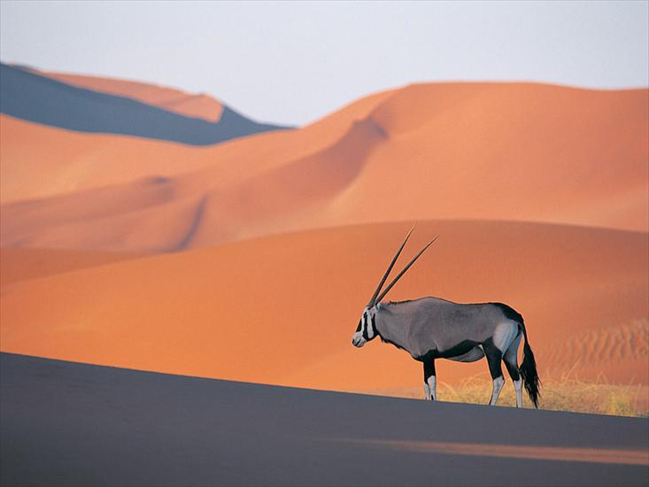 x obrazki - Oryx Antelope.jpg