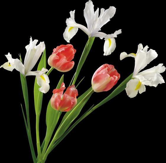 tulipany bez tła - 0_56a19_fc2617b1_XXXL.png