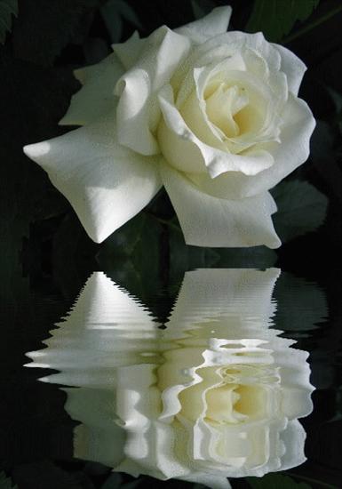 białe róże - q4.gif
