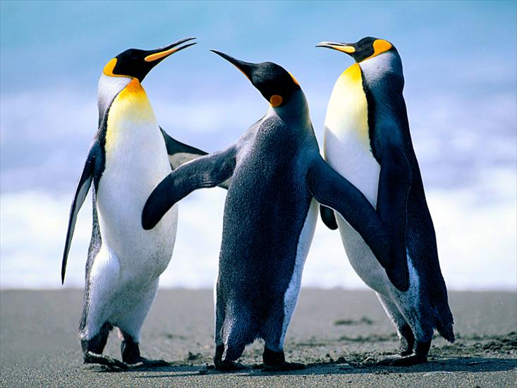 Z Mórz i Oceanów - Penguins.jpg