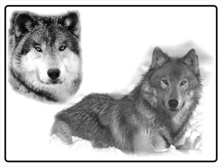 Animals - wolfes_jpg.jpg
