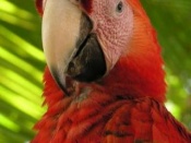 -tapety na telefon - red-macaw-t1.jpg