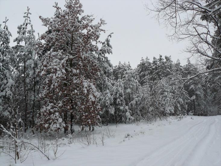 Grudzień 2009 - Styczeń 2010 - Dolny Śląsk śnieg - P1030121.JPG