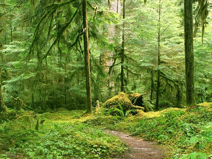 Wallpapers Forests - Gray Wolf River Trail, Olympic National Park, Wa.jpg