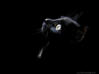 Czarne Koty - Black_Cat1.jpg