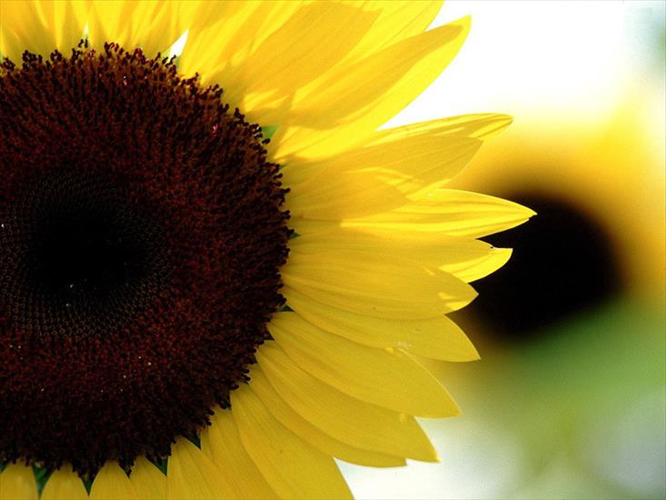 przyroda - Sunflower.jpg