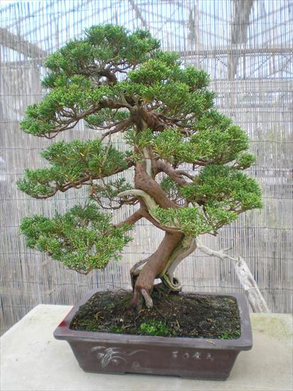 bonsai - bonsai15p.jpg