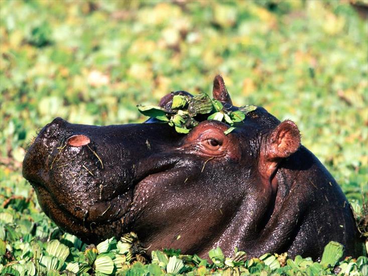 Tapety zwierzęta świat - The Flirt, Hippopotamus.jpg