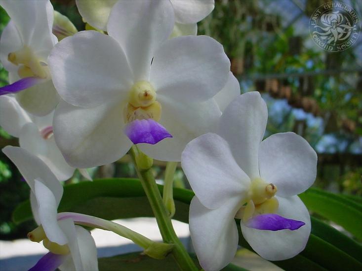 Storczyki - orchid-1024x768-0035-239769.jpg