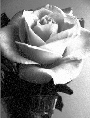 grafika - black_and_white_rose_by_Lakota14.jpg