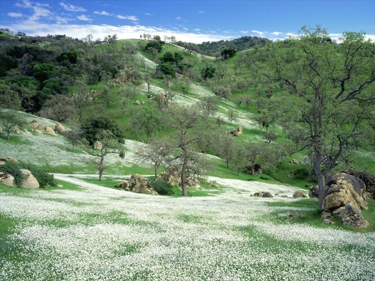 Zima - Spring Wildflowers and Oak Covered Hills, Kern C.jpg