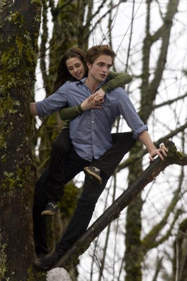 Galeria - Bella i Edward na drzewie.jpg