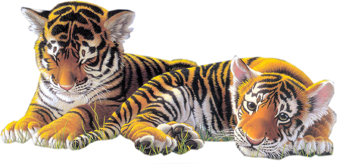 Tygrysy - zwierzęta 19.png