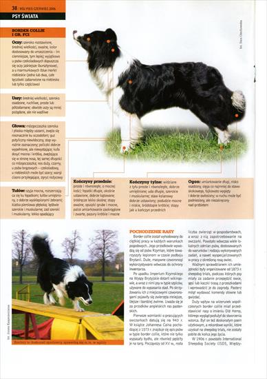 Z gazet - o psach - Border collie 02.jpg