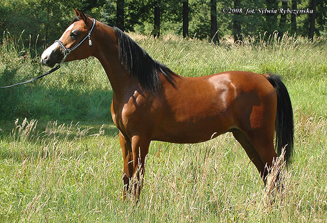 konie by luna-arabians - zarentino17.jpg