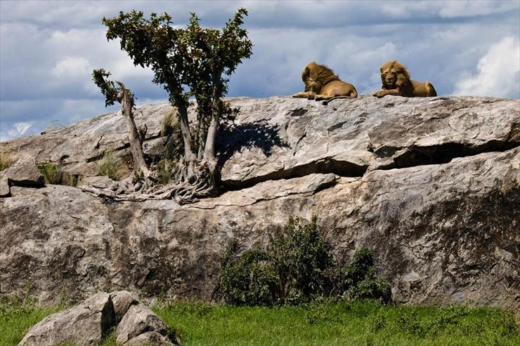 Park Narodowy Serengeti - pairs-of-lion.jpg