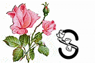 róże rozkwitające - S.gif
