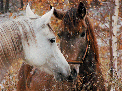 Konie - konie1.gif