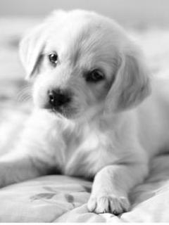 zwierzaki - Cute_Puppy.jpg