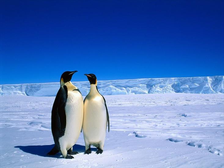 Zwierzęta - tapeta pingwin.jpg