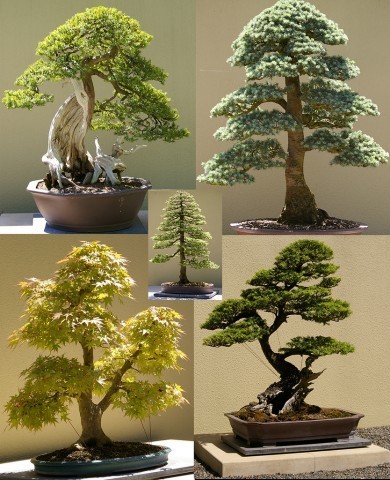 Drzewka bonsaiirar - APWW6NI.jpg