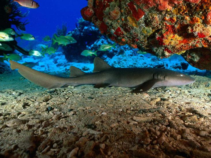zbyszek8046 - Nurse Shark, Virgin Islands.jpg