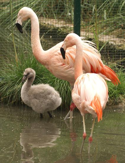 Flamingi - Chilenischer_Flamingo_halbwuechsig.jpg