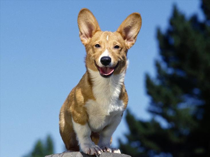 Tapety - Pieski - Grinning Corgi.jpg