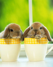 Różne - Rabbits.jpg