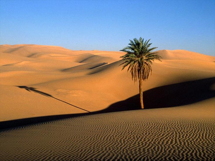 wojtas655 - Lone Palm, Sahara Desert.jpg