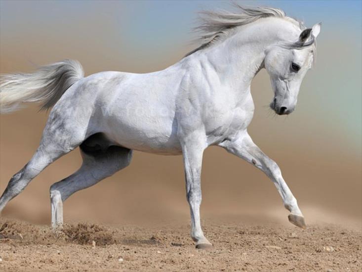 Konie... dumne konie - 217271__white-horse_p.jpg