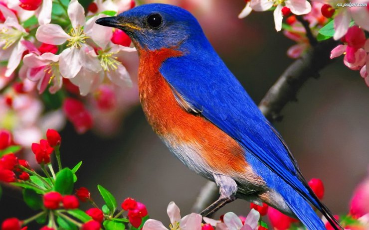   wiosna1 - wiosna-niebiesko-pomaranczowy-ptaszek-kwiaty.jpeg