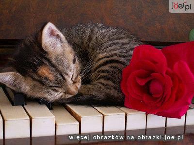 Kotki - kotek-spiacy-na-pianinie-roza.gif.jpg
