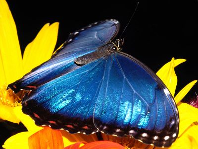 Motyle - normal_Blue Morpho Butterfly.jpg