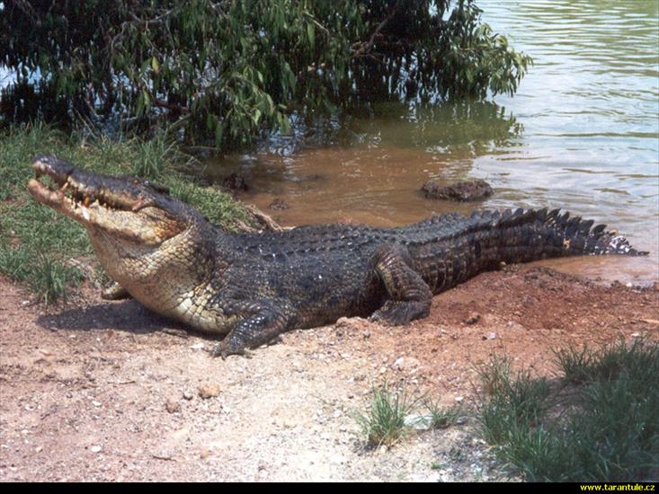 Zwierzęta - Krokodyla.jpg