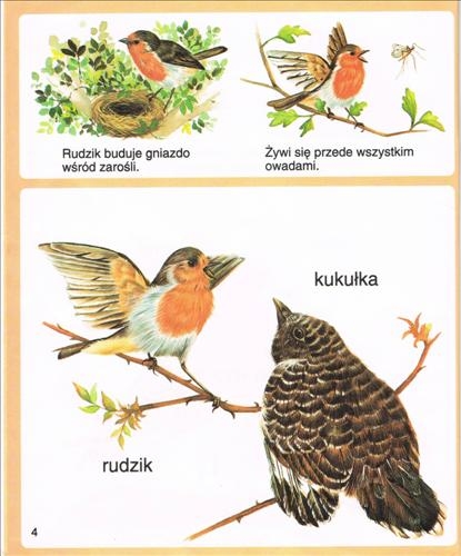 Ptaki - kukułka i rudzik.jpg