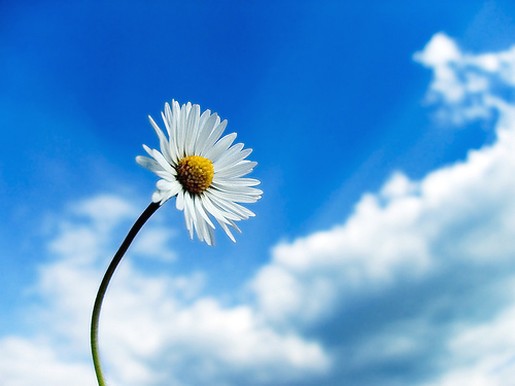 Stokrotki margaretki - white daisy photo.jpg