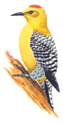 gify papugi - ptaci28.gif