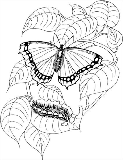 kolorowanki - caterpillar-16-coloring-page.gif