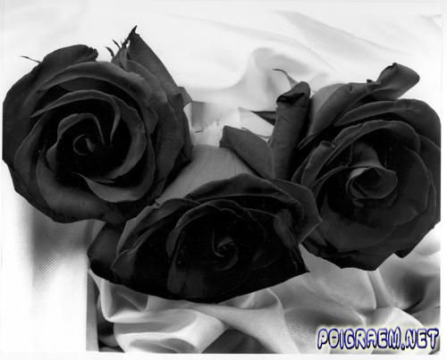 Czarne róże - 1263092375_1260933862_goeth-black-roses.jpg
