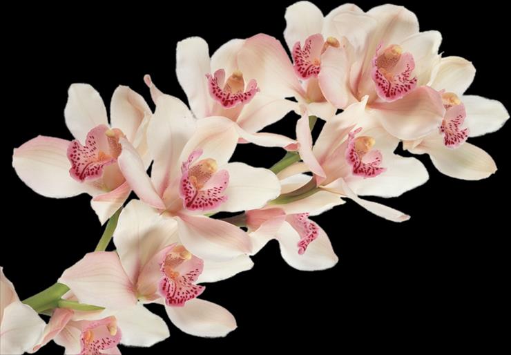 orchidea - orchidea 9.png