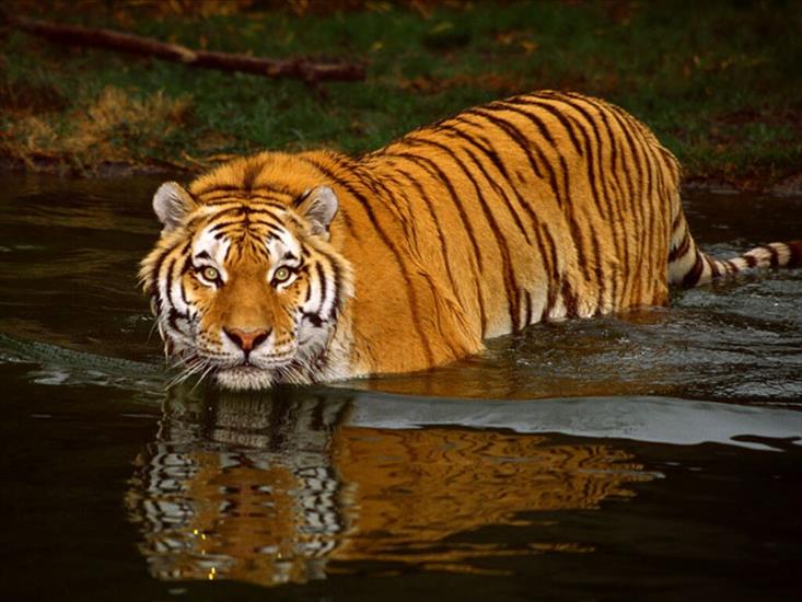 Koty dzikie - tigre_1.jpg