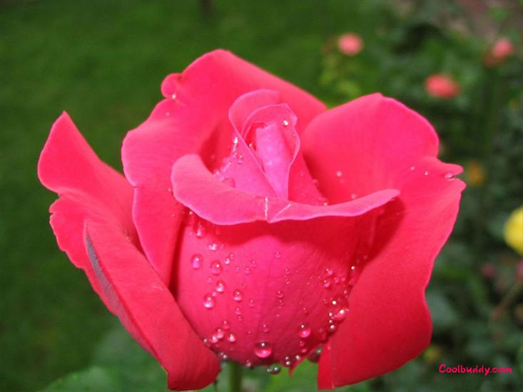 róże - love_flower-1024-30.jpg