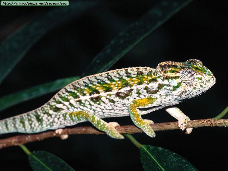 Gady, płazy reptiles  amphibians - Animals Chameleons_Jewel Chameleon.jpg