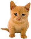 Koty - Orange-kitten.jpg